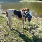 A dog is standing next to a pond with a toy in its mouth.
