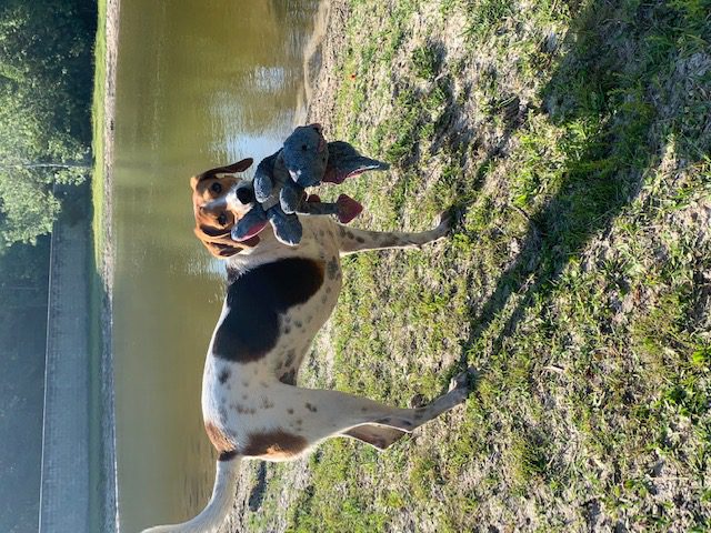 A dog is standing next to a pond with a toy in its mouth.