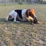 A beagle playing with a pine cone in the grass.
