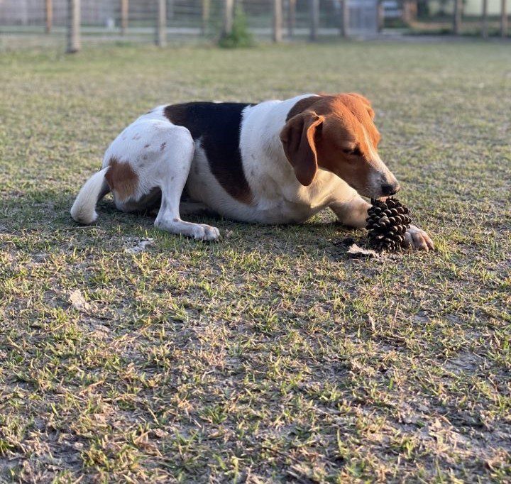 A beagle playing with a pine cone in the grass.