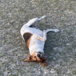 A beagle laying on its back in the grass.