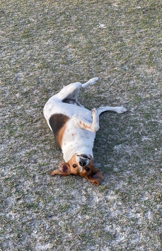 A beagle laying on its back in the grass.