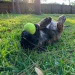 A dog playing with a tennis ball in the grass.