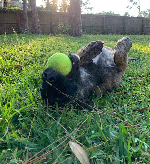 A dog playing with a tennis ball in the grass.