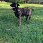 A black and brown dog standing in the grass.