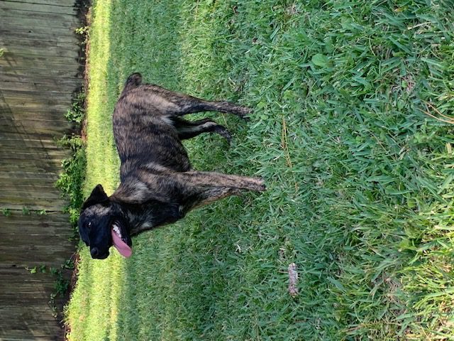 A black and brown dog standing in the grass.