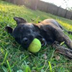A black dog laying in the grass with a tennis ball.