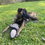 A black and brown dog laying in the grass with a toy.