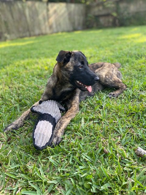 A black and brown dog laying in the grass with a toy.