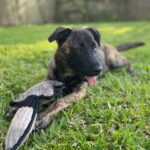 A black and brown dog laying in the grass with a toy.