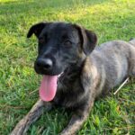 A black dog laying in the grass with his tongue out.