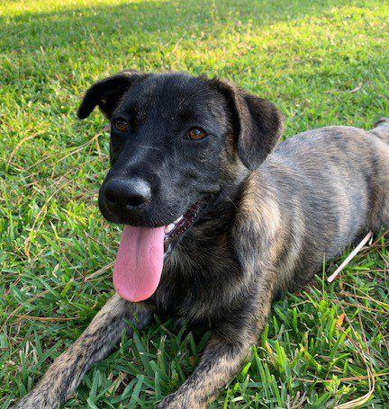 A black dog laying in the grass with his tongue out.
