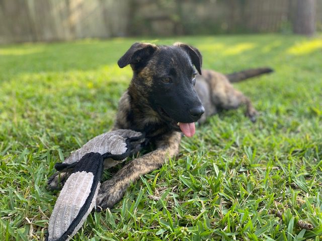 A black and brown dog laying in the grass with a toy.
