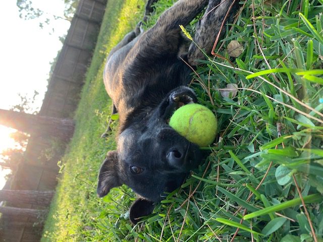 A black dog laying in the grass with a tennis ball.