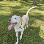 Person, an adoptable labrador retriever in jacksonville, fl.