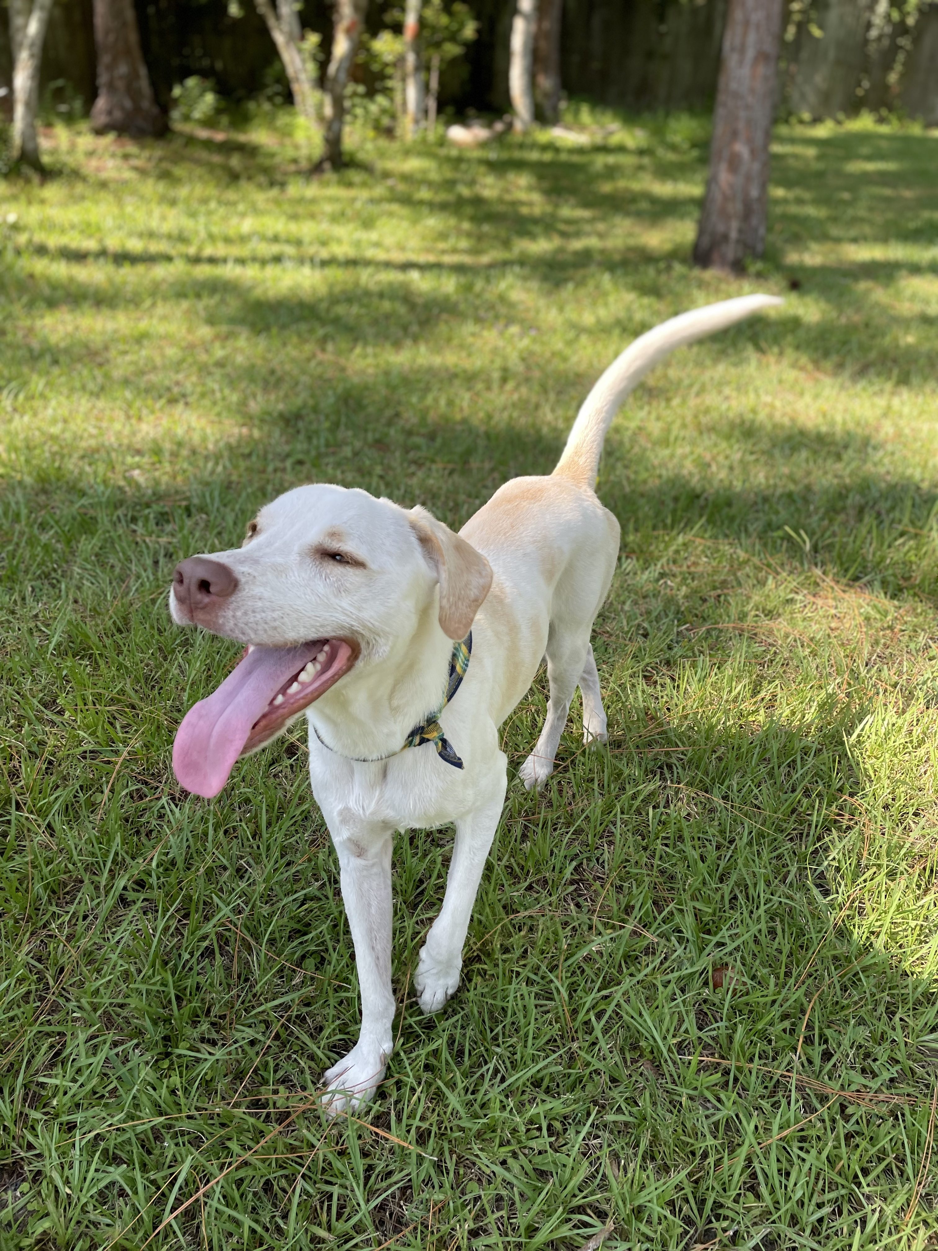 Person, an adoptable labrador retriever in jacksonville, fl.
