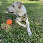 An adoptable labrador retriever in houston, texas.