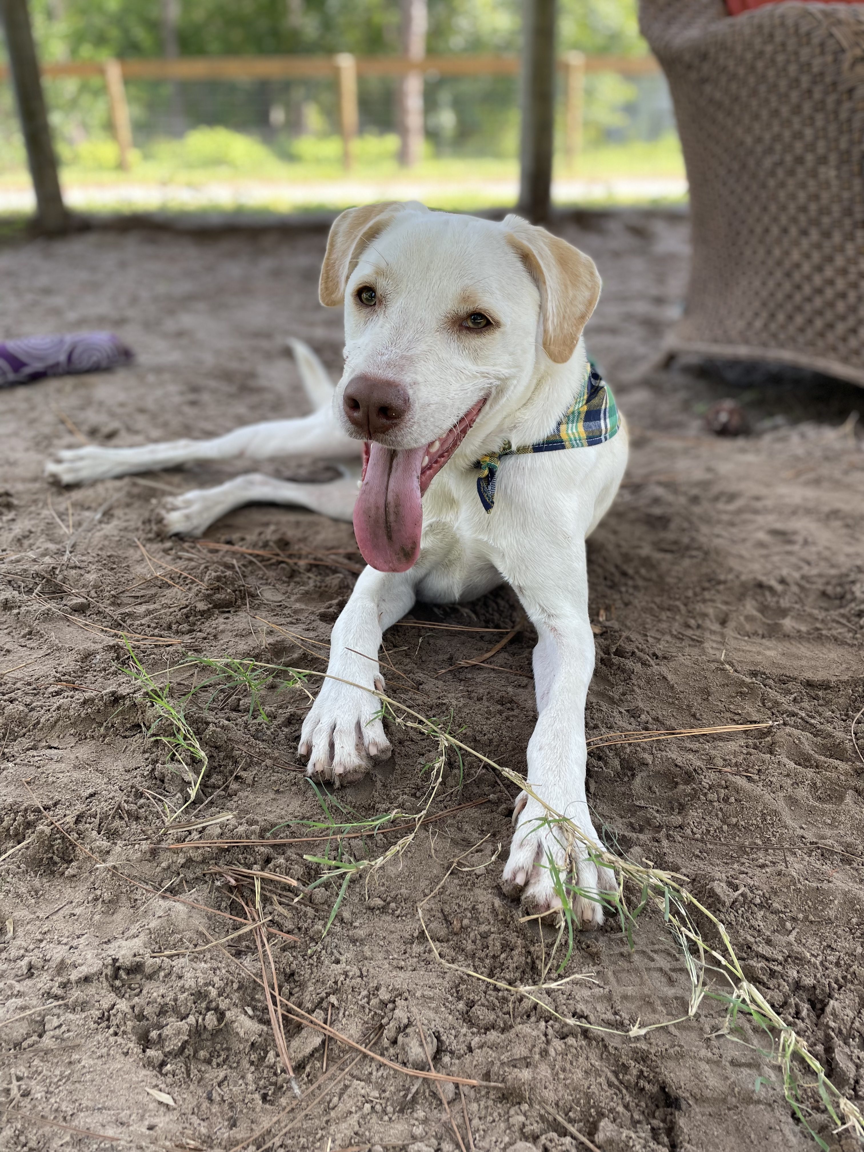 A dog laying on the ground with its tongue out.