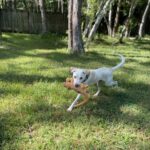 A white dog running through a yard with a frisbee.