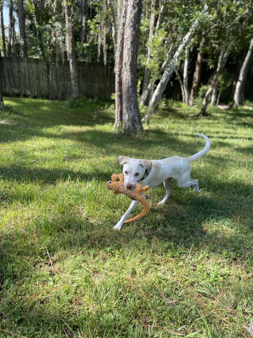A white dog running through a yard with a frisbee.