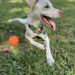 A white dog laying in the grass with an orange ball.
