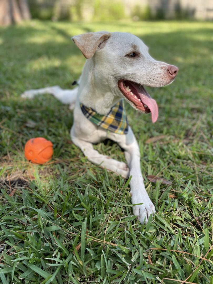 A white dog laying in the grass with an orange ball.