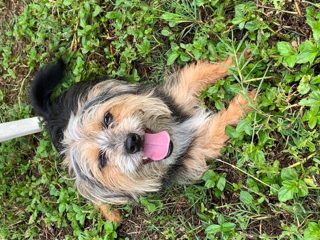 Person, an adoptable terrier mix in st petersburg, fl.