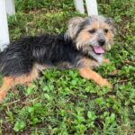 Person, an adoptable terrier & dachshund mix in tampa, fl.