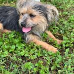 Person, an adoptable yorkshire terrier & chihuahua mix in miami, fl.