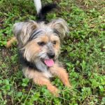 Person, an adoptable yorkshire terrier mix in san diego, ca.
