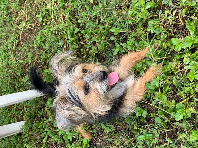 Person, an adoptable yorkshire terrier mix in san diego, ca.