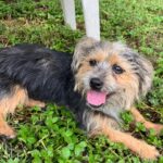 A small black and tan dog laying in the grass.