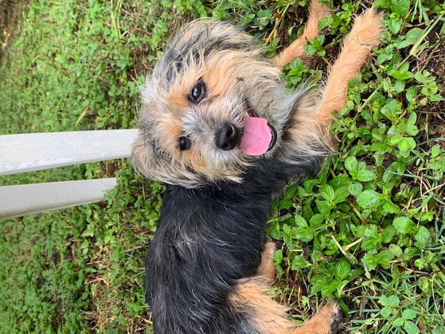 A small black and tan dog laying in the grass.