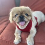 A small dog laying on a red couch.