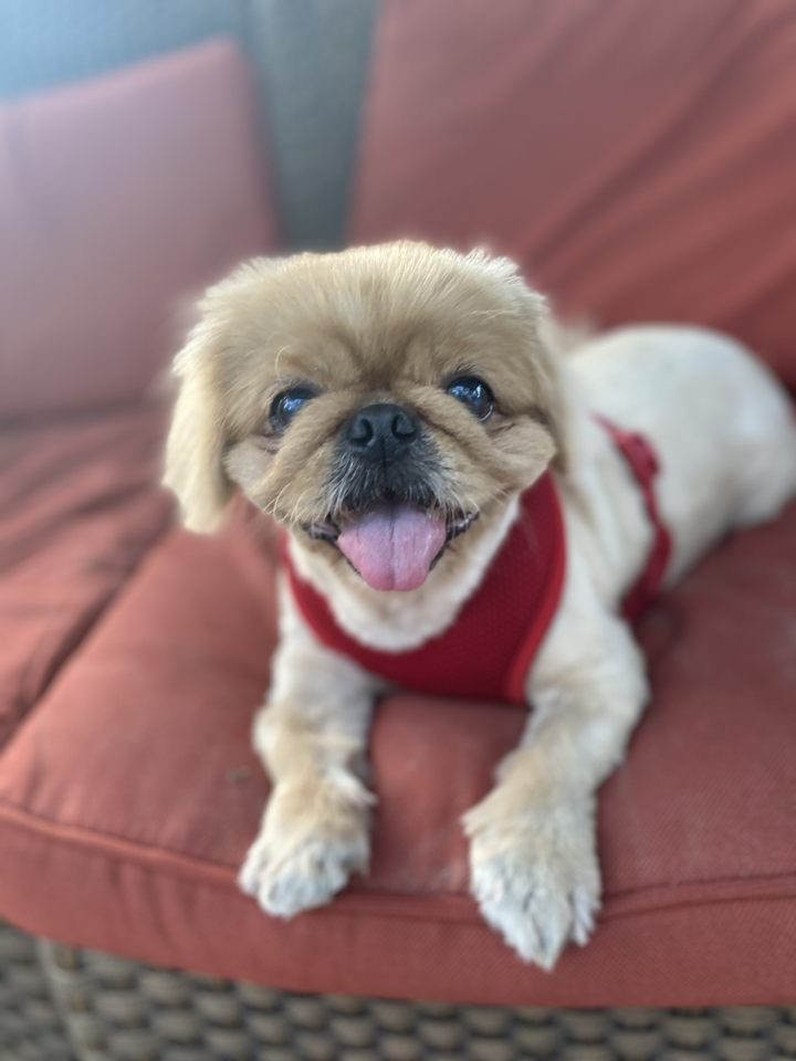 A small dog laying on a red couch.