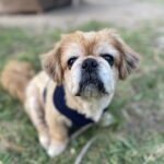 A small dog sitting in the grass.