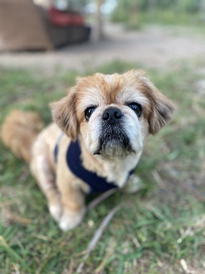 A small dog sitting in the grass.