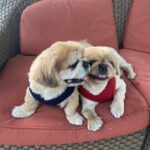 Two dogs sitting on a red couch.