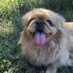 Pekingese - adoptable dog in san diego, california.