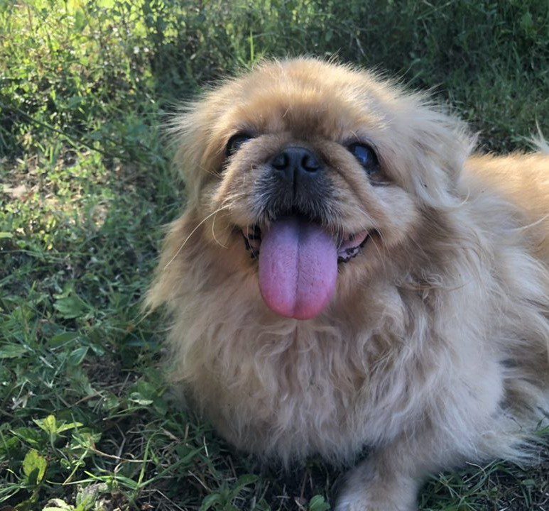 Pekingese - adoptable dog in san diego, california.