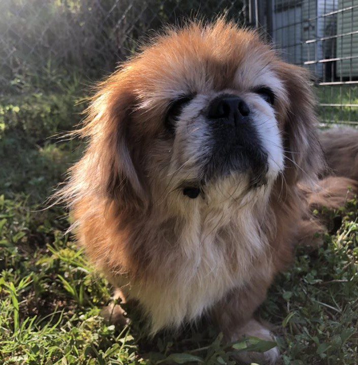 A small brown dog sitting in the grass.