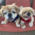 Two chihuahua dogs sitting on a red chair.