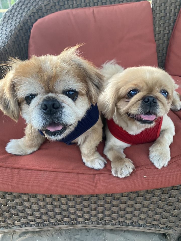 Two chihuahua dogs sitting on a red chair.