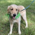 A golden retriever wearing a green bandana on a leash.