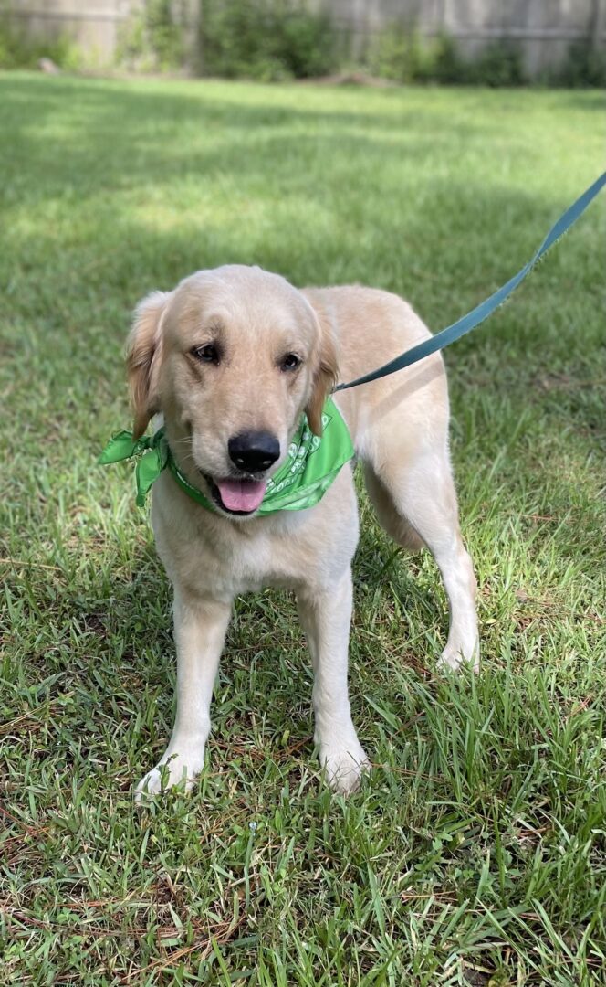 A golden retriever wearing a green bandana on a leash.