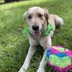 A dog laying in the grass with a colorful ball.