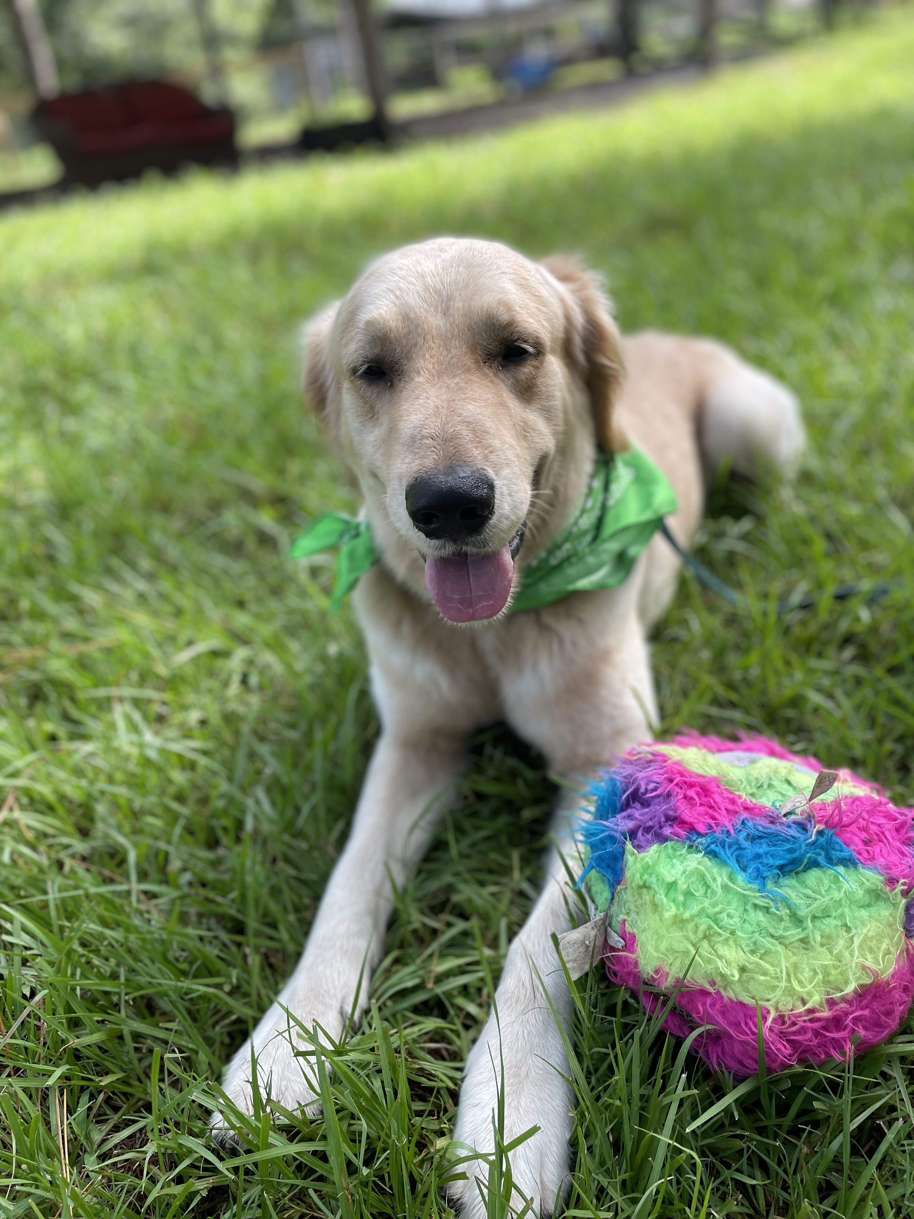 A dog laying in the grass with a colorful ball.