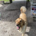 A golden retriever standing in a fenced area.