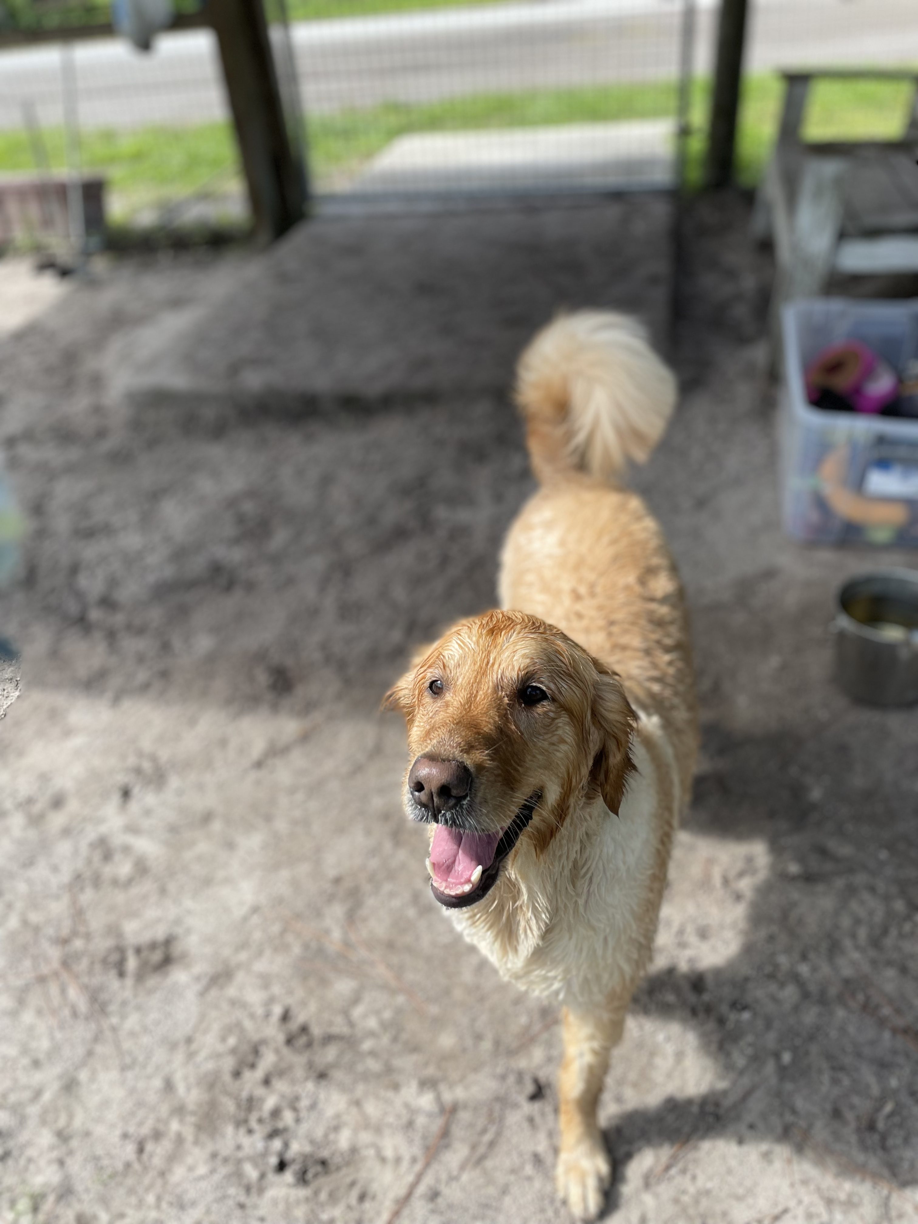 A golden retriever standing in a fenced area.