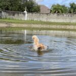 A golden retriever swimming in a pond.
